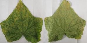 Cucumber Downy Mildew Confirmed In North Carolina And South Carolina